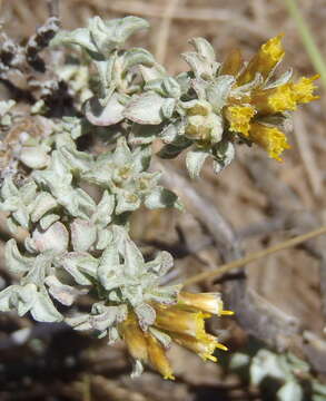 Image of Helichrysum lucilioides Less.