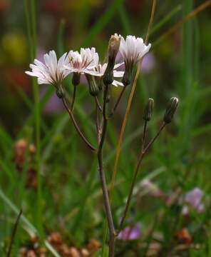 Image of Crepis froelichiana DC.