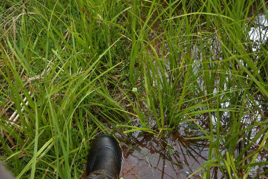 Image of Pterostylis micromega Hook. fil.