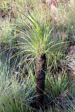 Image of Black-stick lily