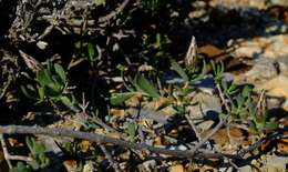 Image de Pteronia oblanceolata Phillips