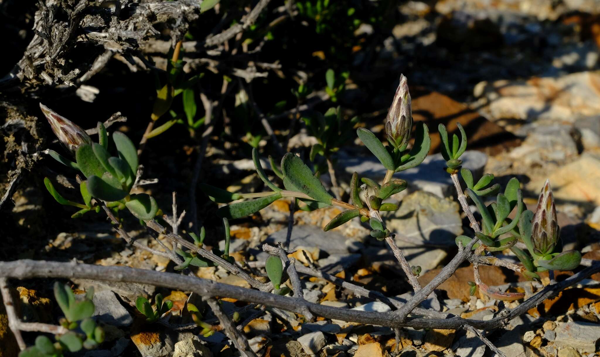 Image of Pteronia oblanceolata Phillips