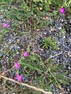 Image of Dianthus deltoides subsp. deltoides