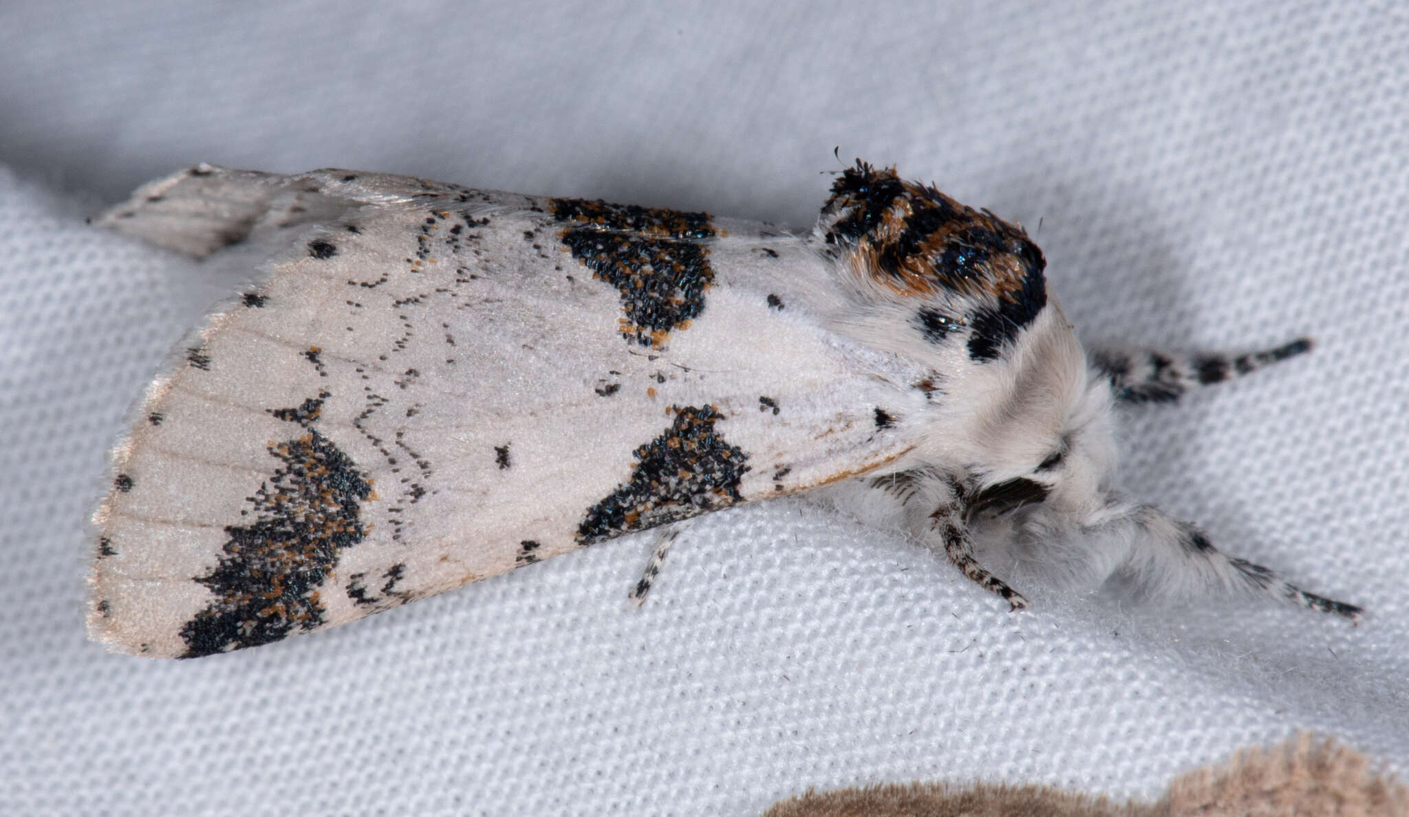 Image of Poplar Kitten