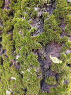 Image of orthotrichum moss