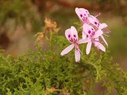 Image of Pelargonium denticulatum Jacq.