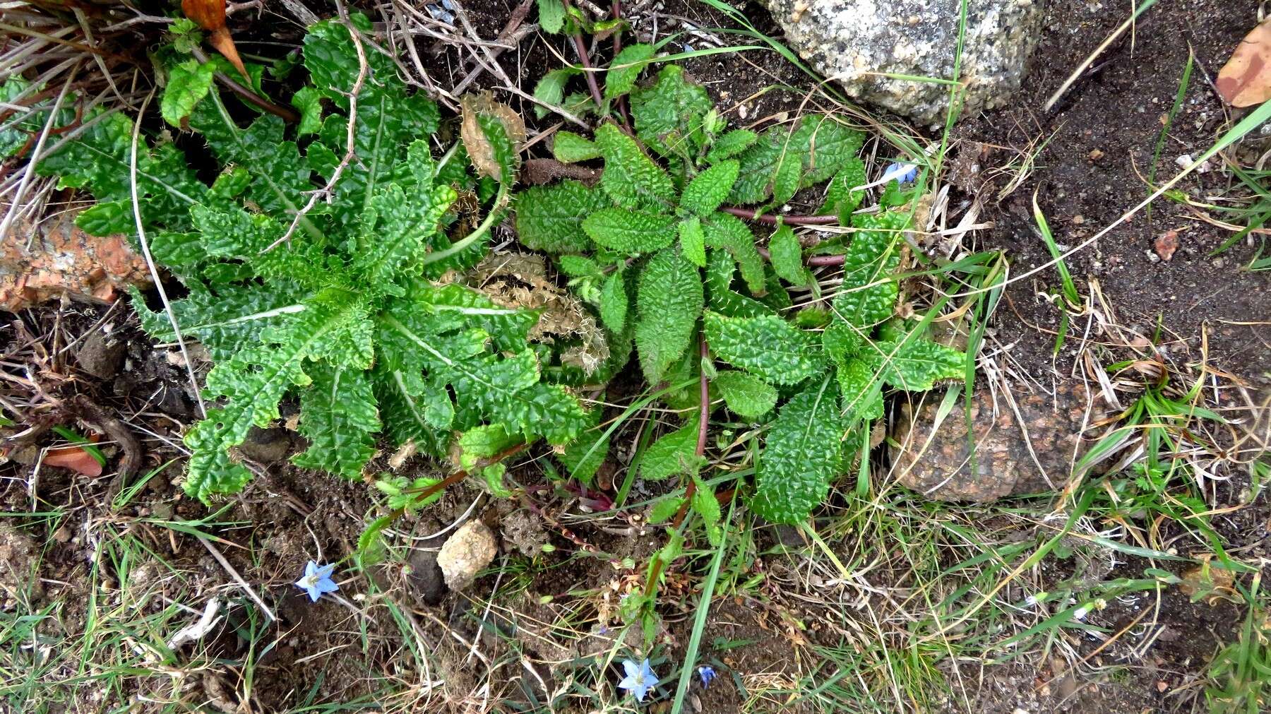 صورة Borago pygmaea (DC.) Chater & Greuter