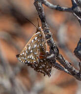 Sivun Argyraspodes argyraspis (Trimen 1873) kuva