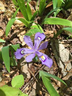 Image of crested iris