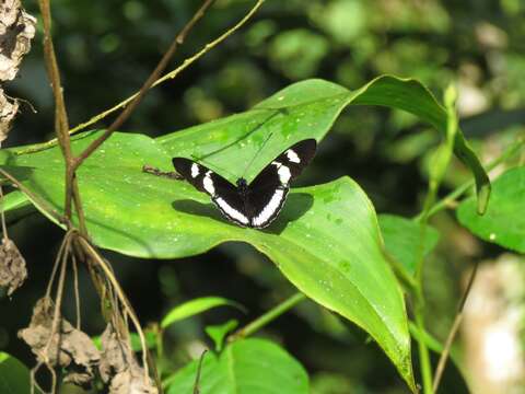 Image of Heliconius cydno cydnides Staudinger (1885)