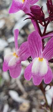 Image of Moroccan toadflax