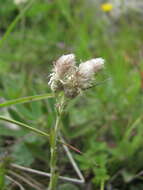 Image of Antennaria caucasica A. Boriss.