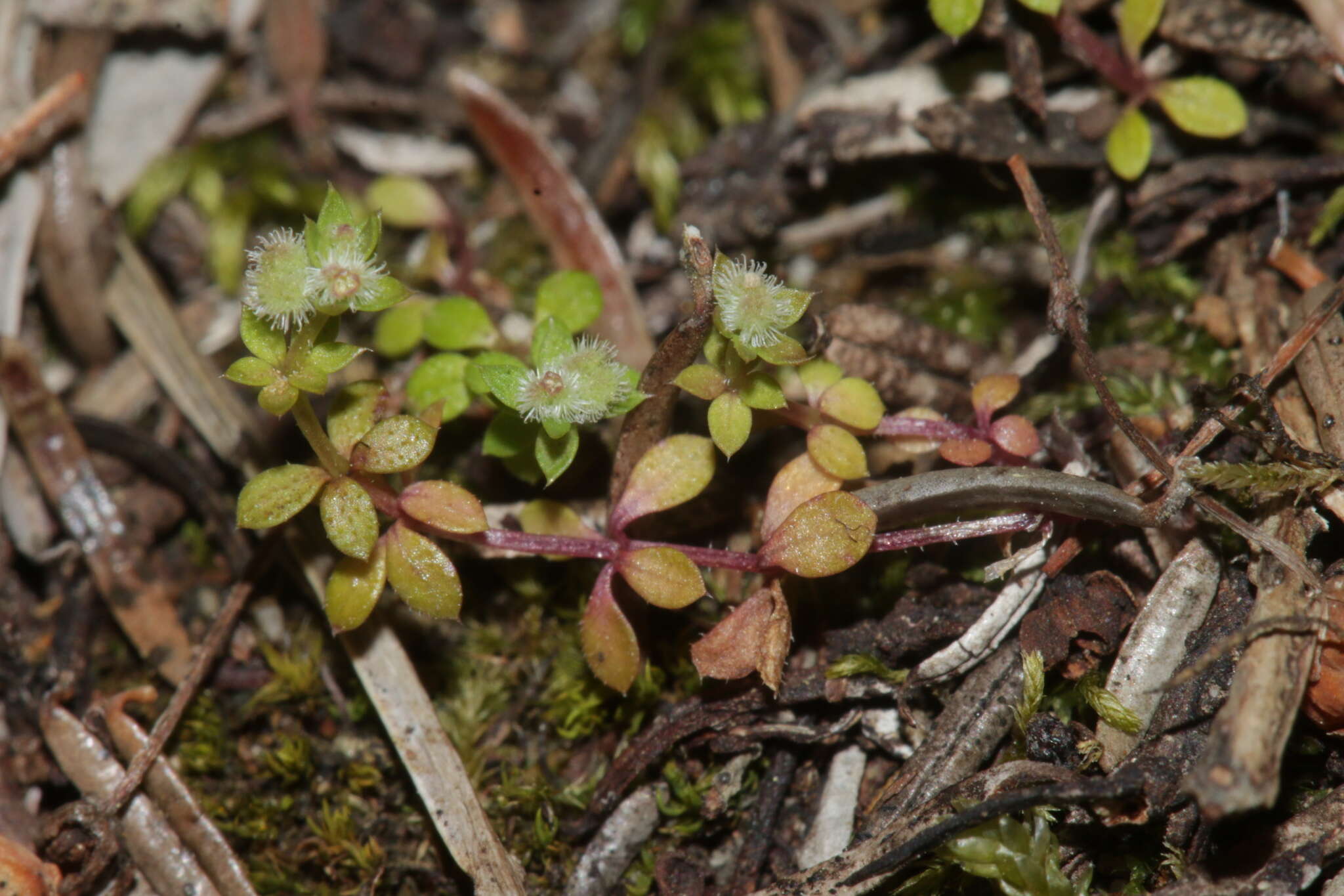 Plancia ëd Galium minutulum Jord.