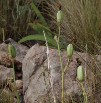 Plancia ëd Iris pallida subsp. illyrica (Tomm. ex Vis.) K. Richt.