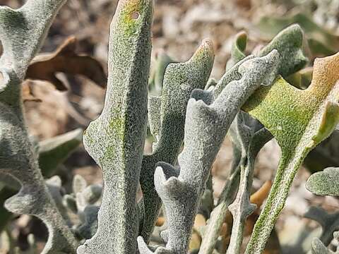 صورة Matthiola daghestanica (Conti) N. Busch