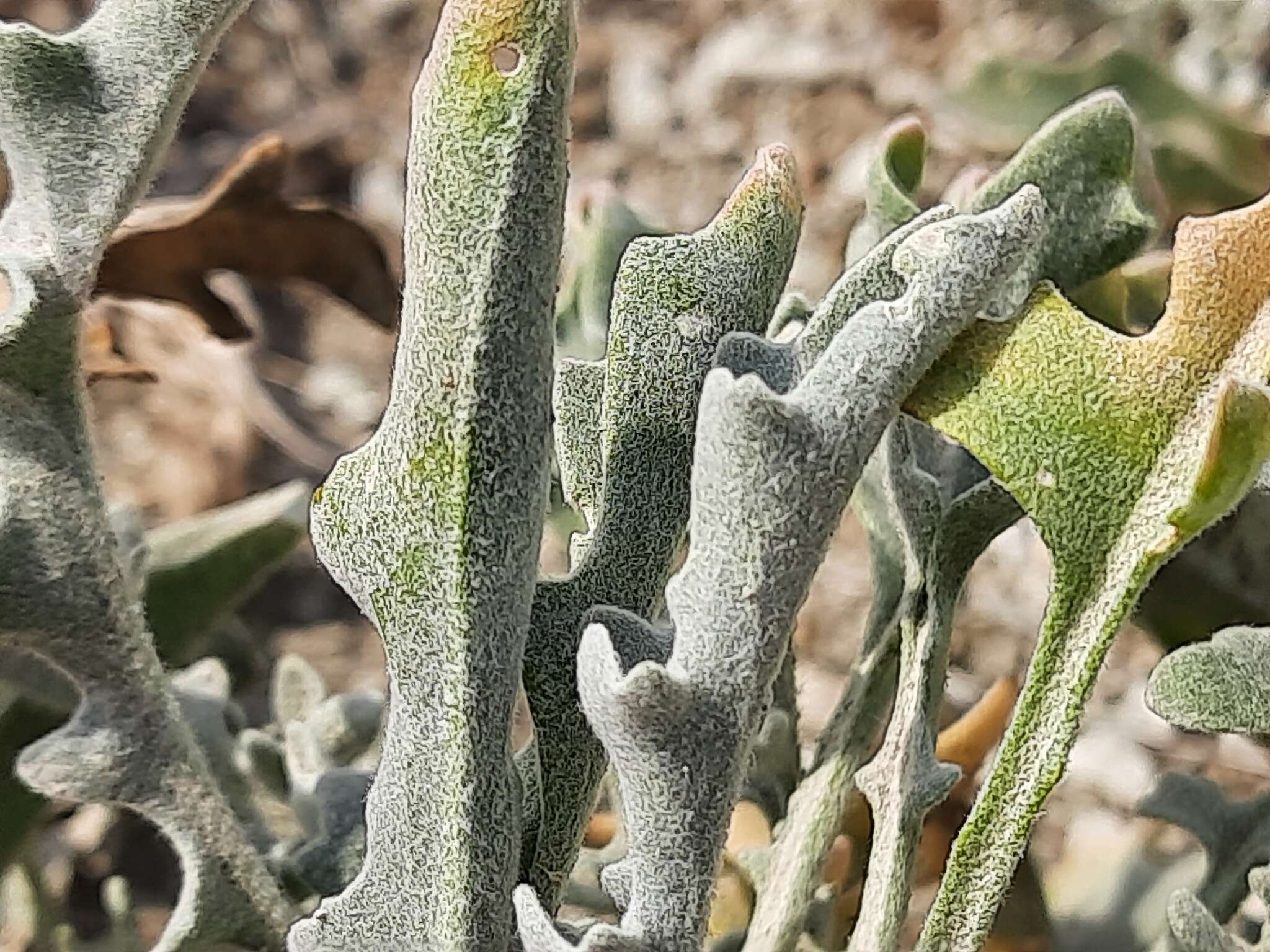 Image of Matthiola daghestanica (Conti) N. Busch