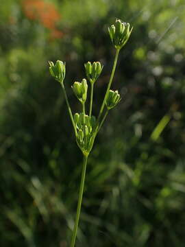 Image of Bupleurum gerardi All.