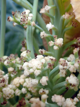 Image of broccoli