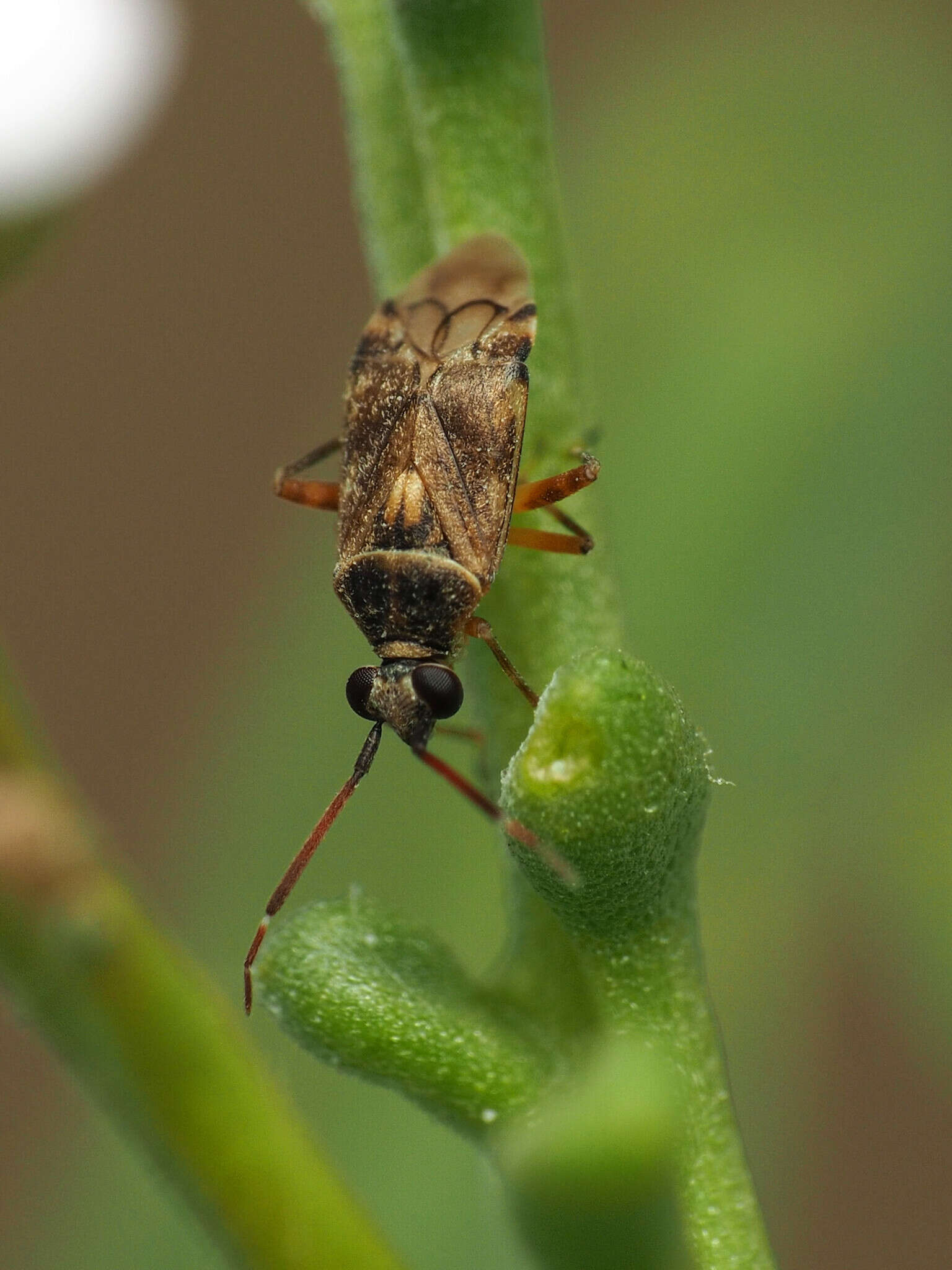 Image of Eurystylus bellevoyei (Reuter 1879)