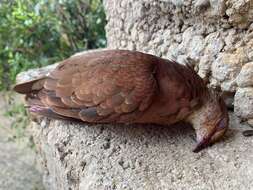 Image of Ruddy Quail-Dove