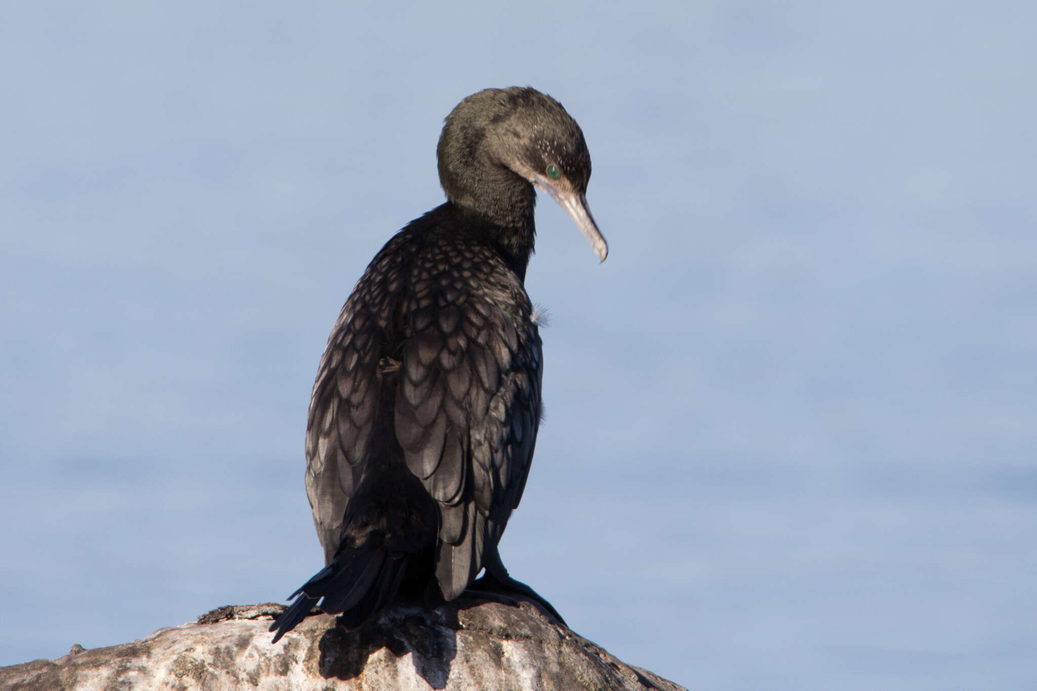 Image of Little Black Cormorant