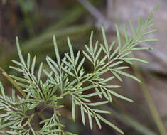 Image of Onychium siliculosum (Desv.) C. Chr.