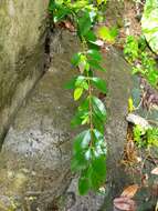 Image of Hypericum geminiflorum Hemsl.