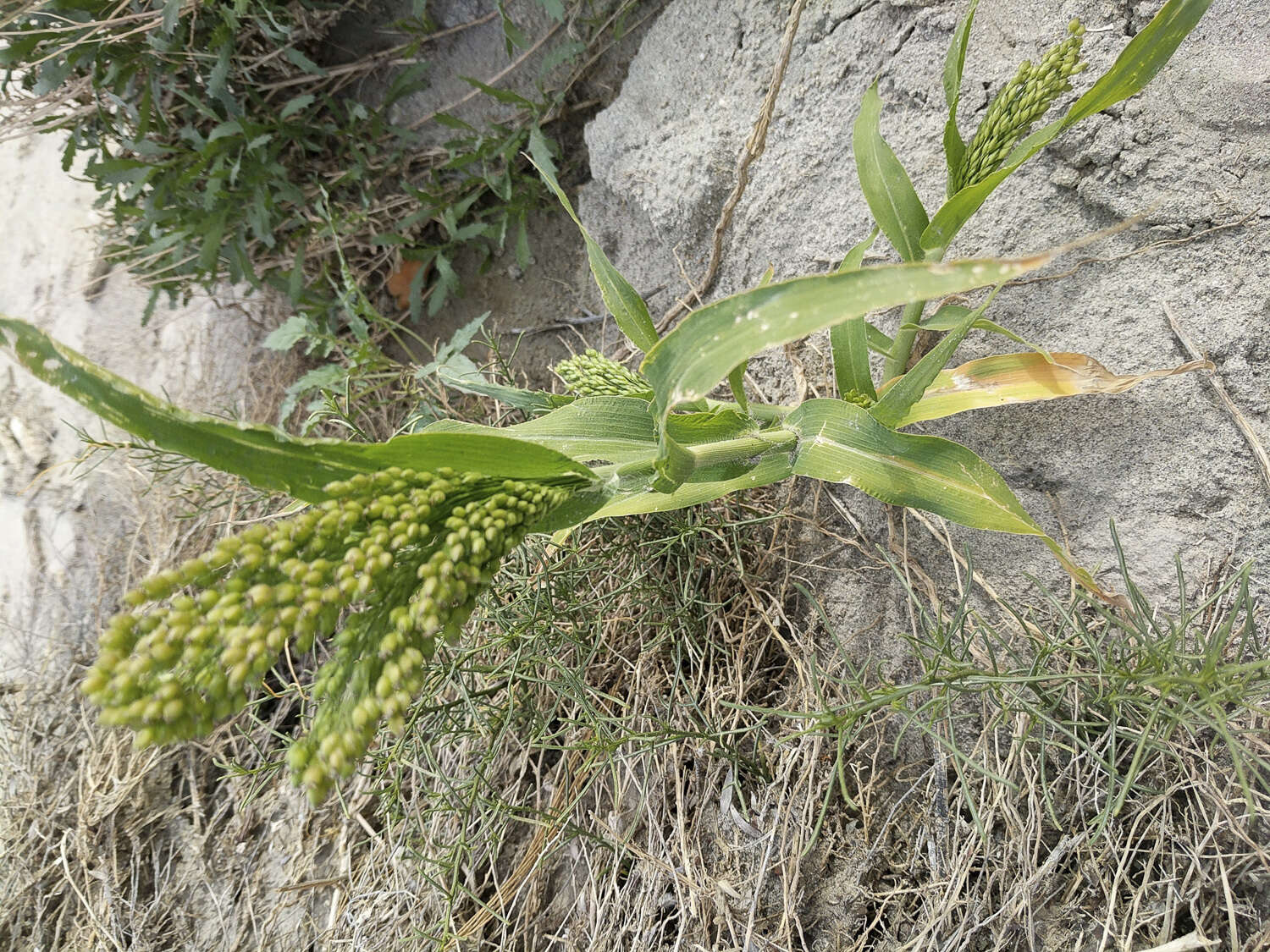 Image of sorghum