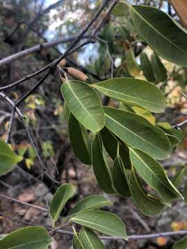 Image of Horn-pod tree