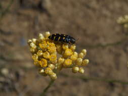 Image of <i>Acmaeodera <i>quadrifasciata</i></i> quadrifasciata