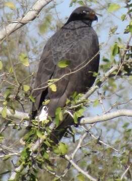 Imagem de Buteogallus urubitinga ridgwayi (Gurney Sr 1884)