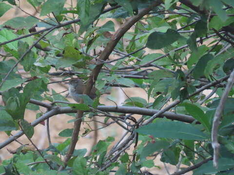 Image of Buff-breasted Wren