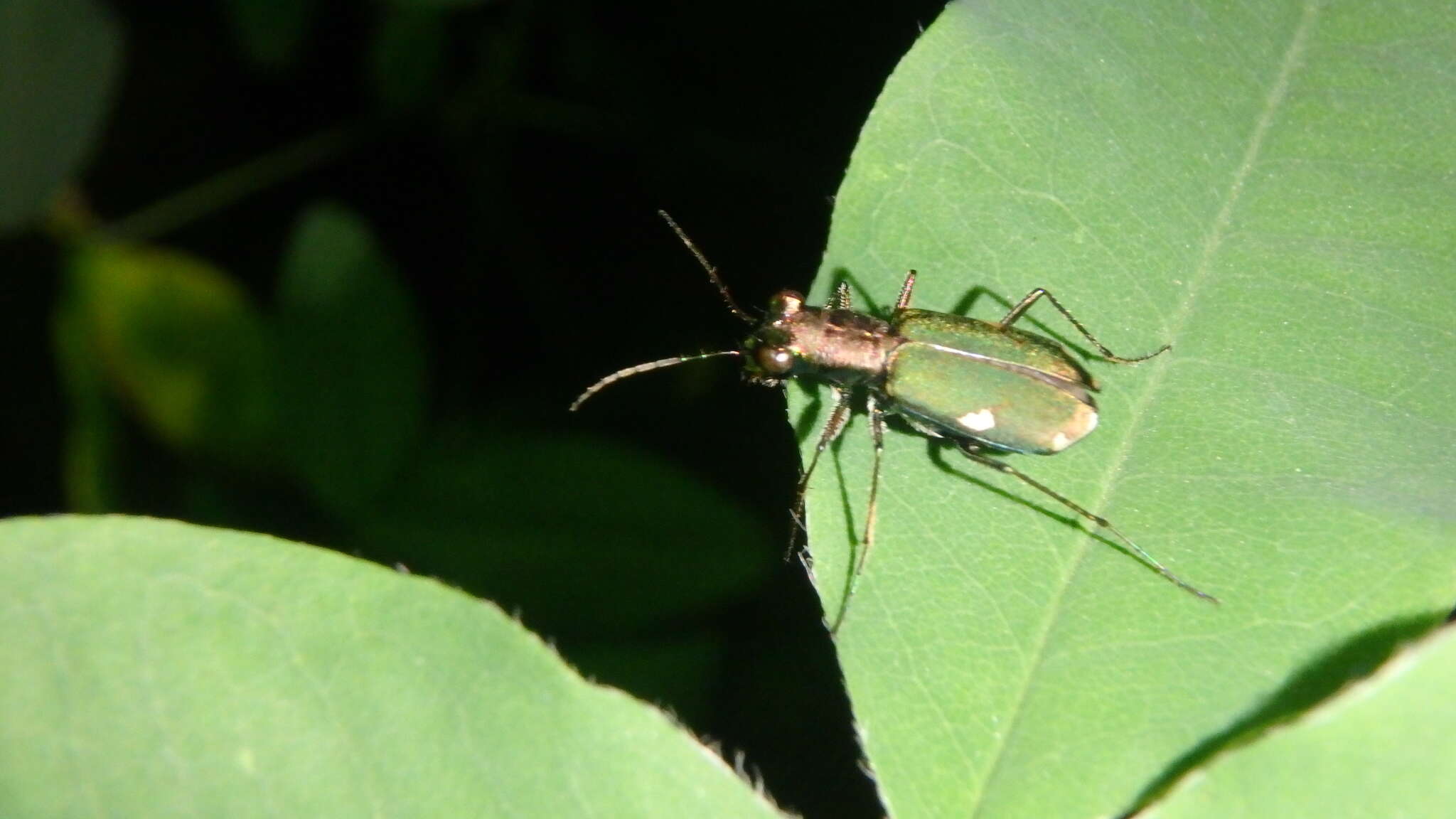 Image of Cliff tiger beetle