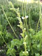 Image of Canyon Bog Orchid