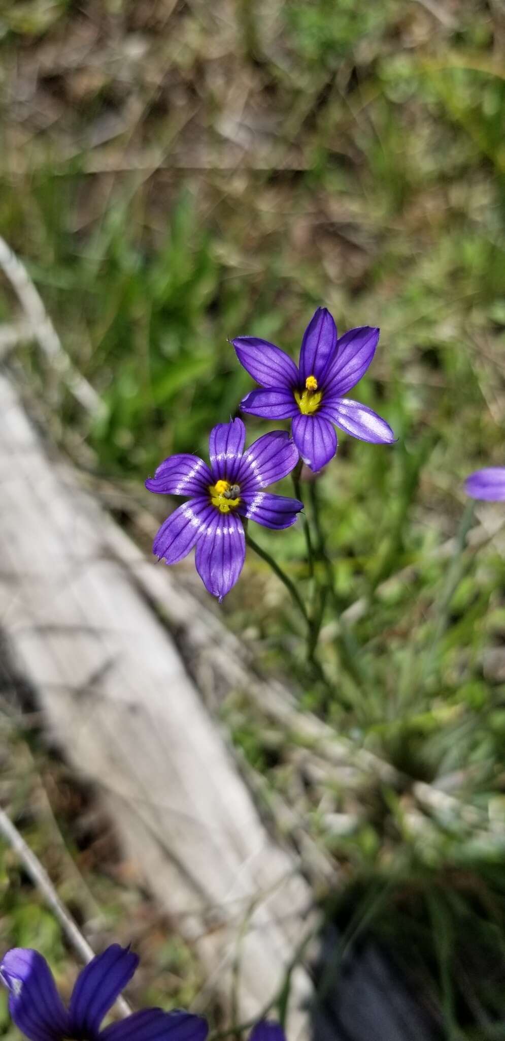 Image of Stiff Blue-Eyed-Grass