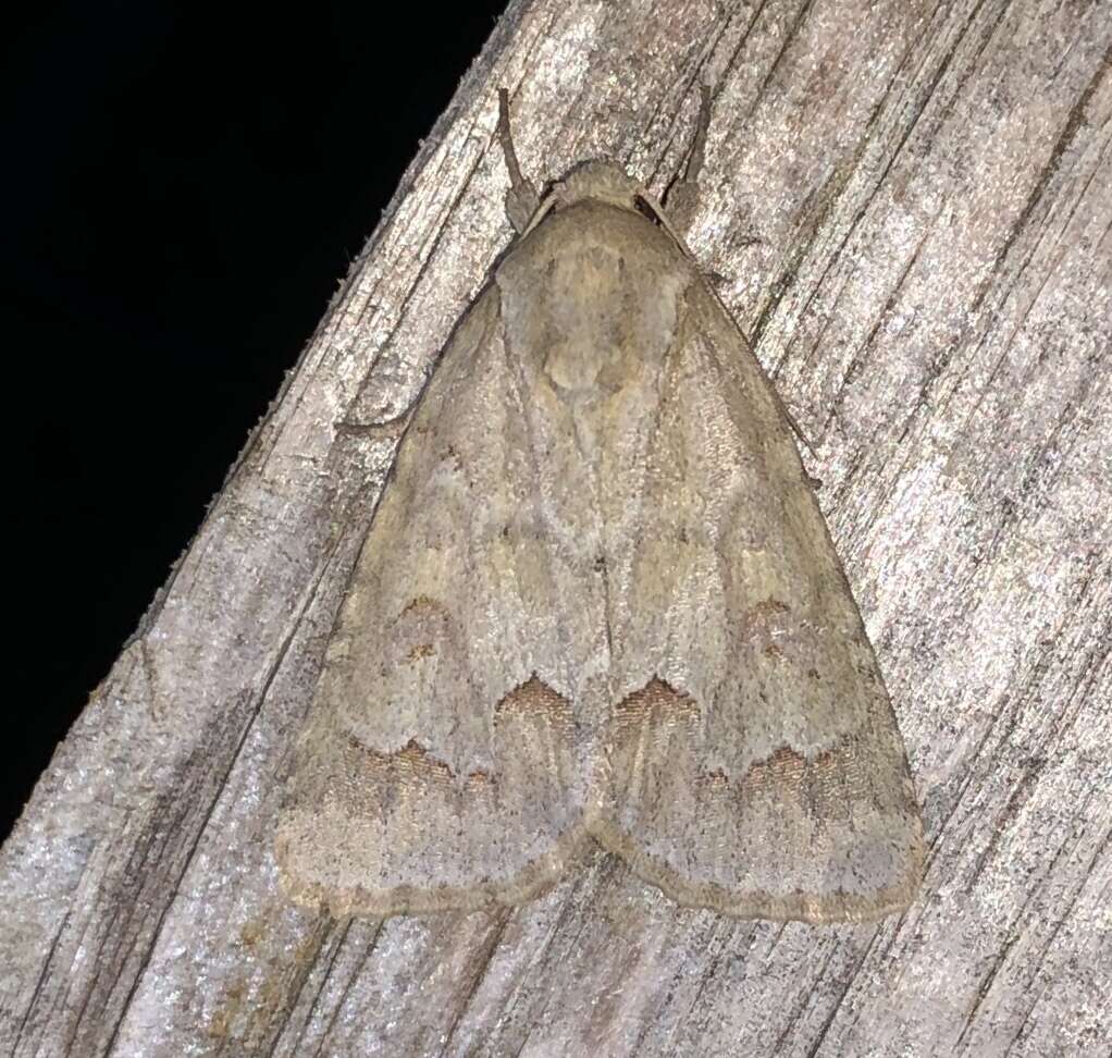 Image of Birch Dagger Moth