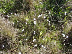 Image of Babiana patersoniae L. Bolus