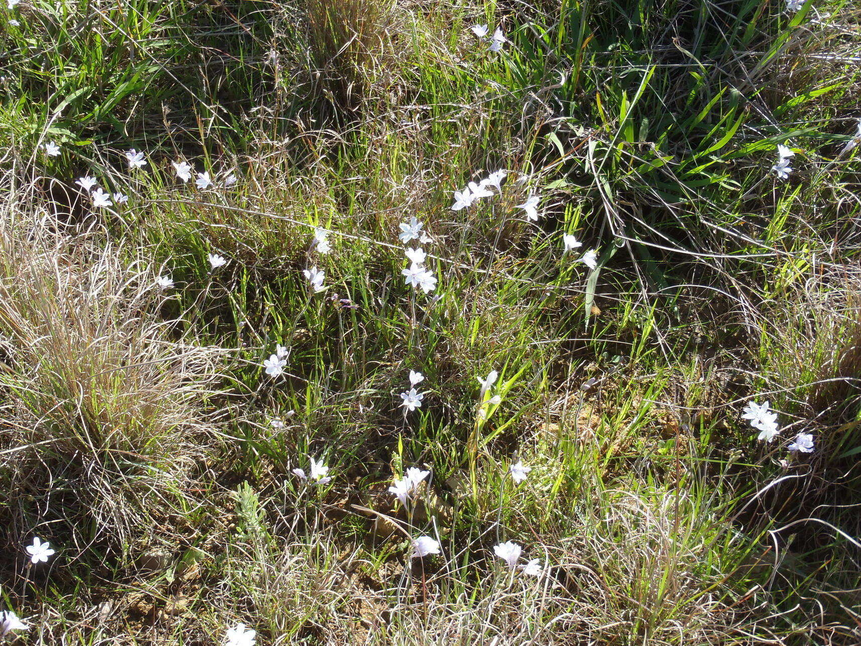 Image of Babiana patersoniae L. Bolus