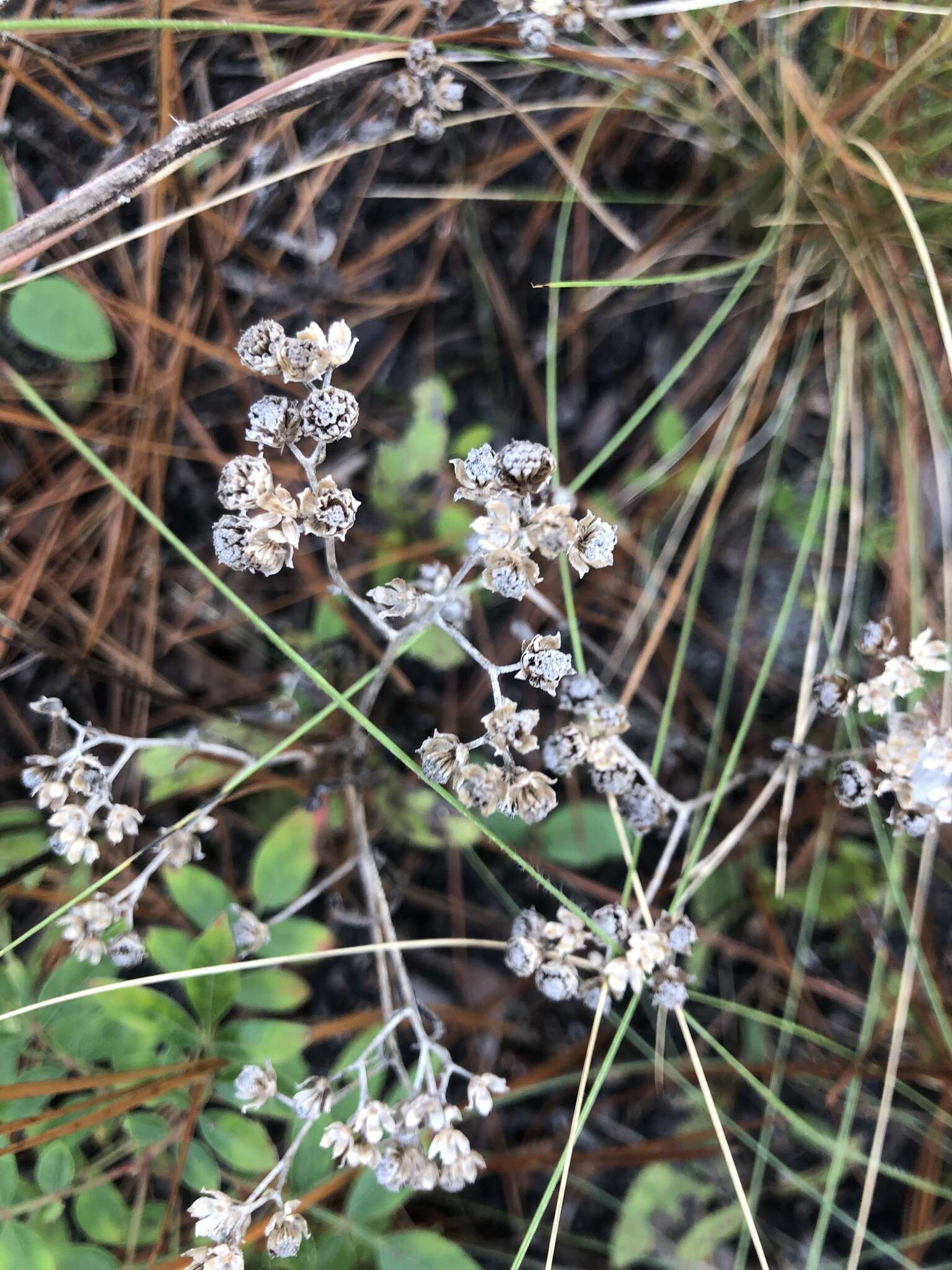 Image of wild quinine