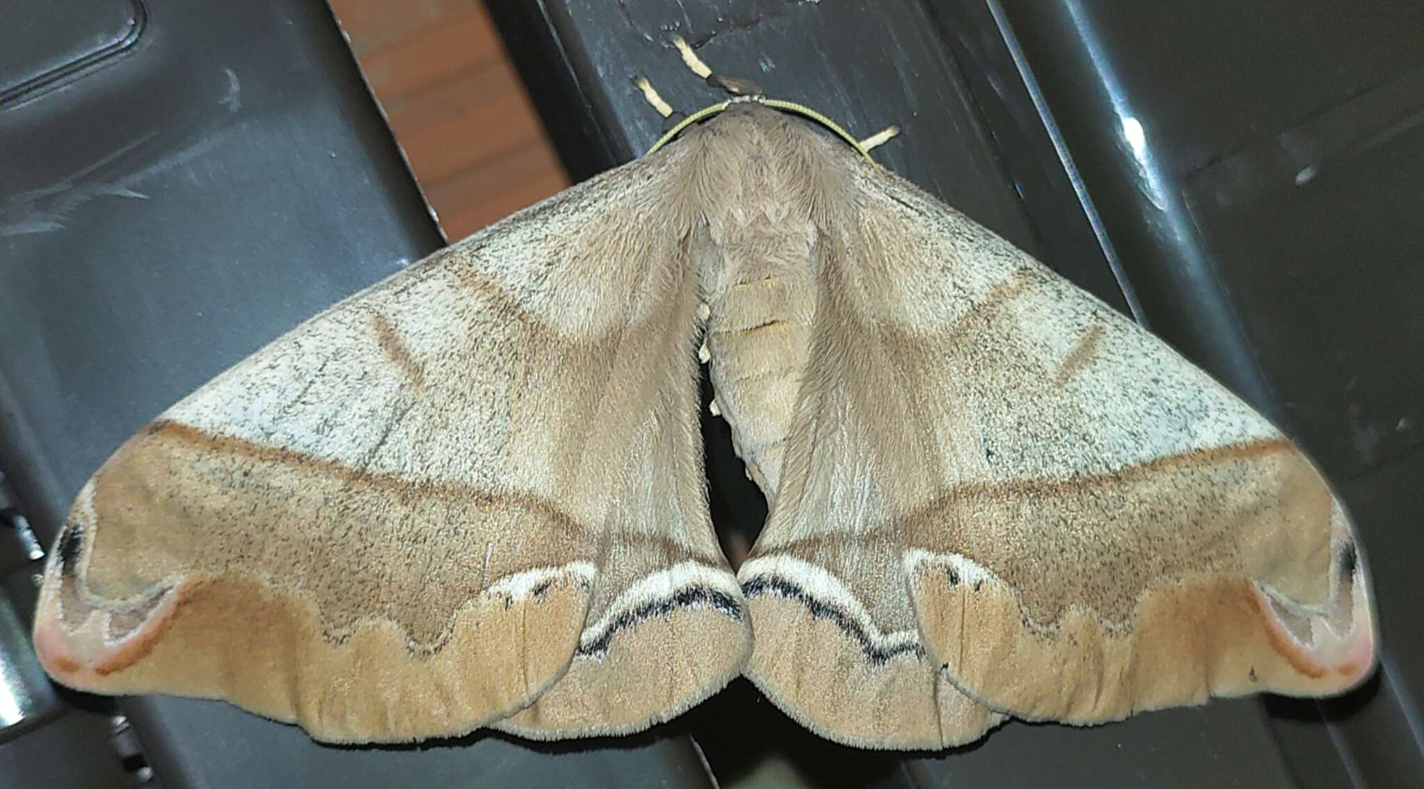 Image of Giant Silk Moth