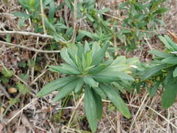 Image of Daphne pseudomezereum A. Gray