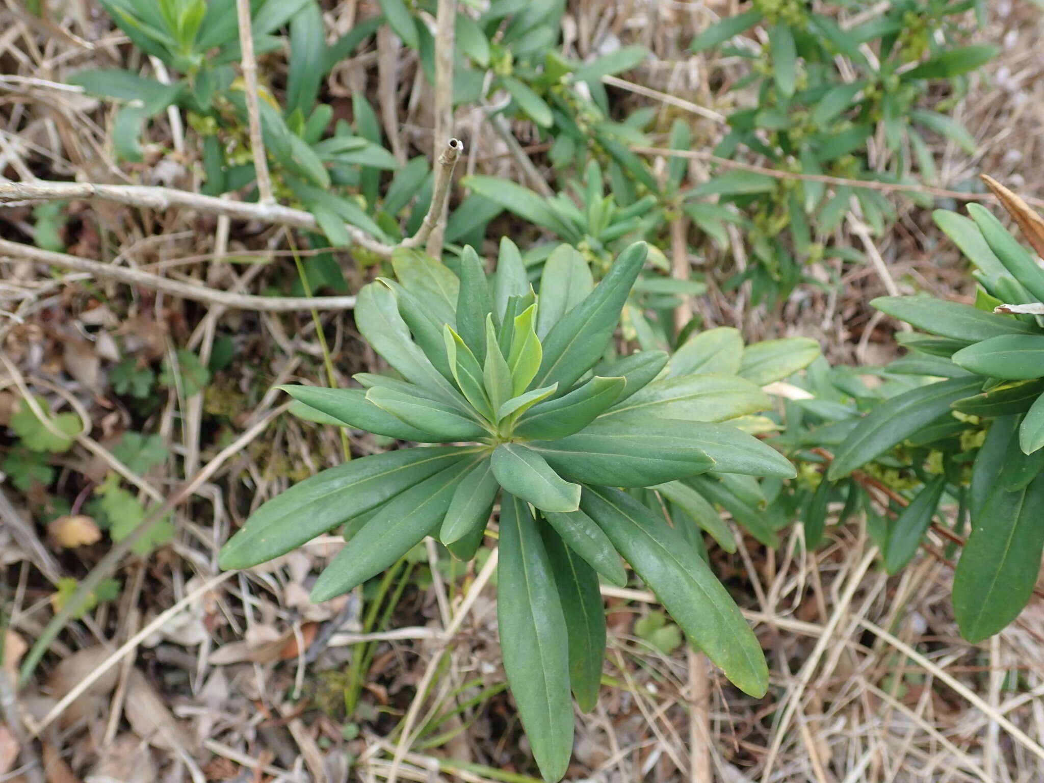 Image of Daphne pseudomezereum A. Gray