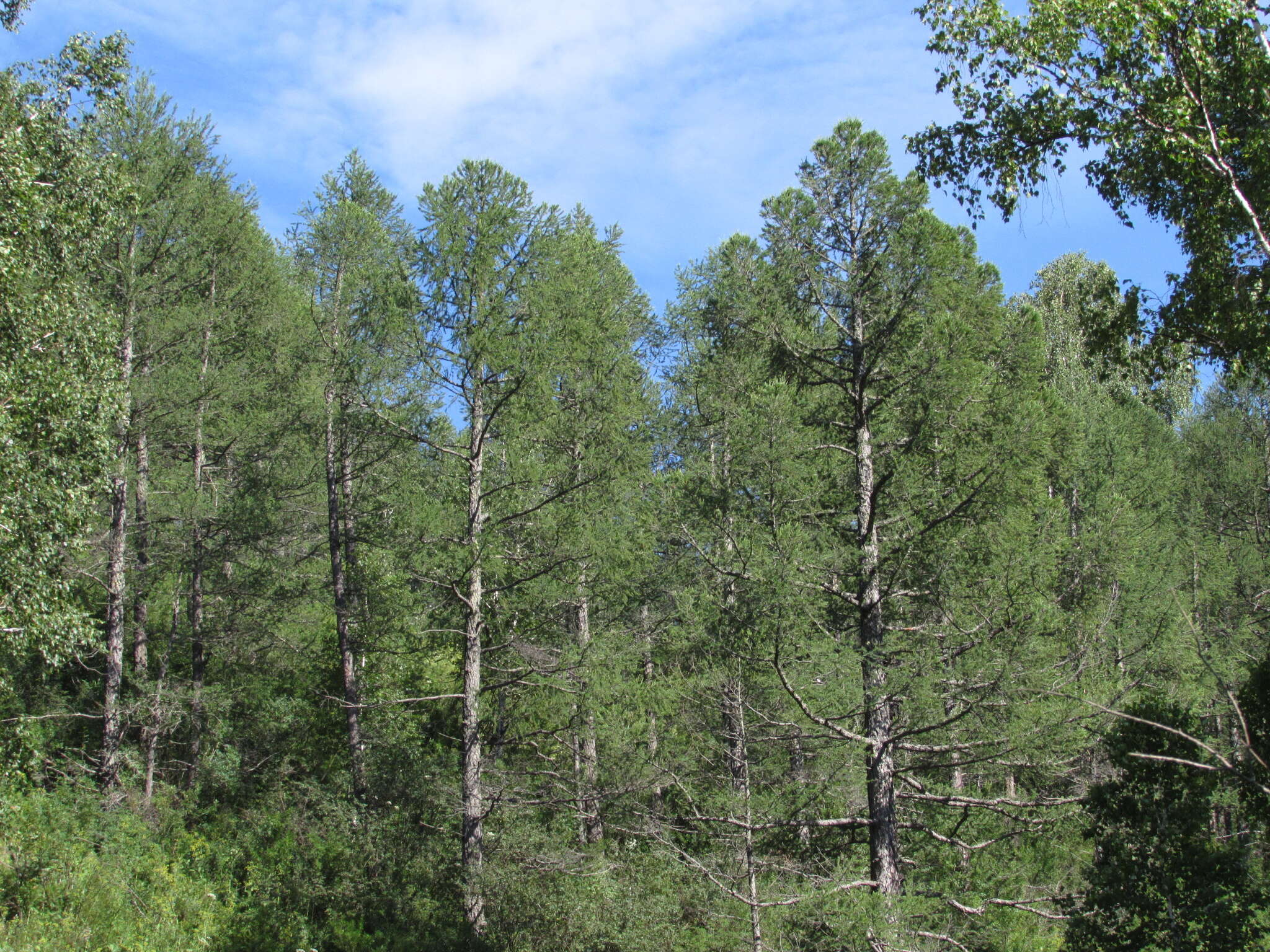 Image of Siberian Larch