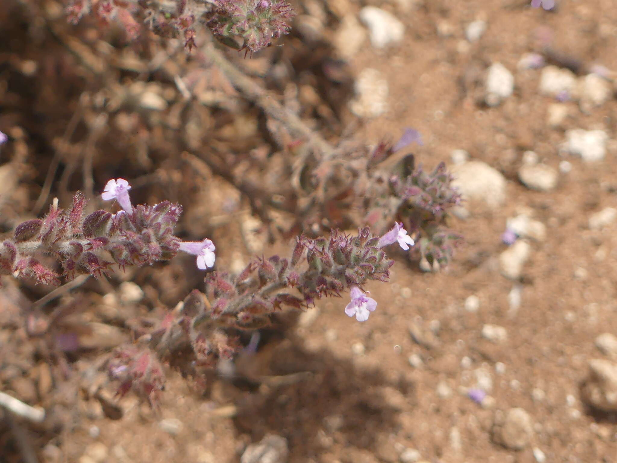 Plancia ëd Micromeria microphylla (d'Urv.) Benth.