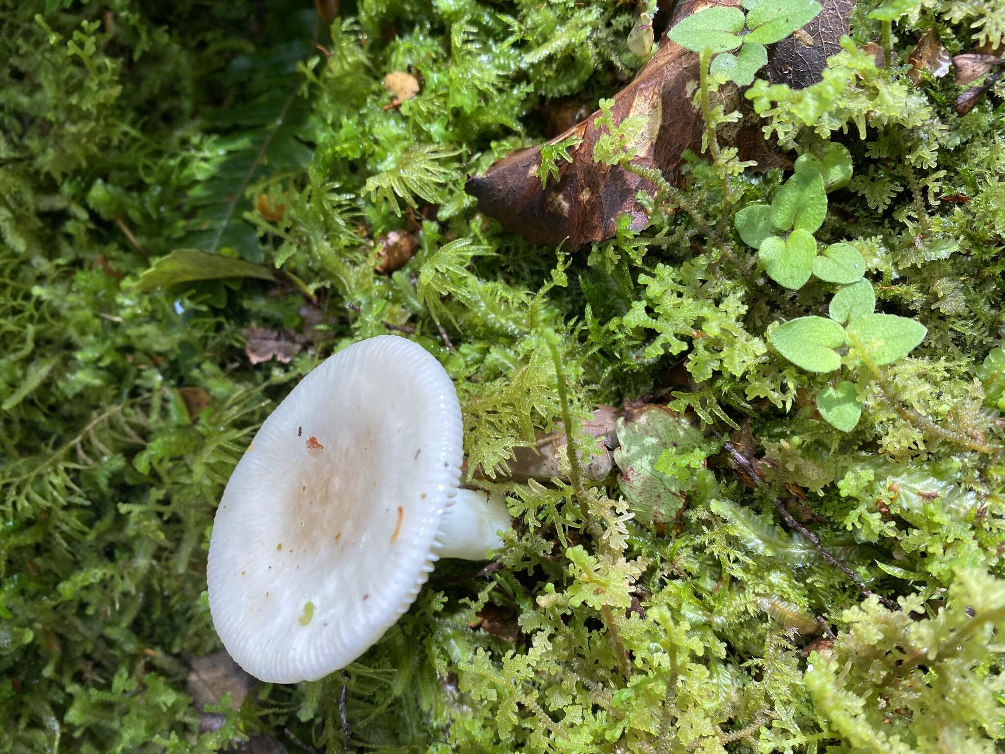 Image de Russula roseopileata McNabb 1973