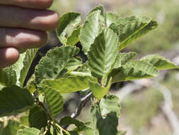 Image of thinleaf alder