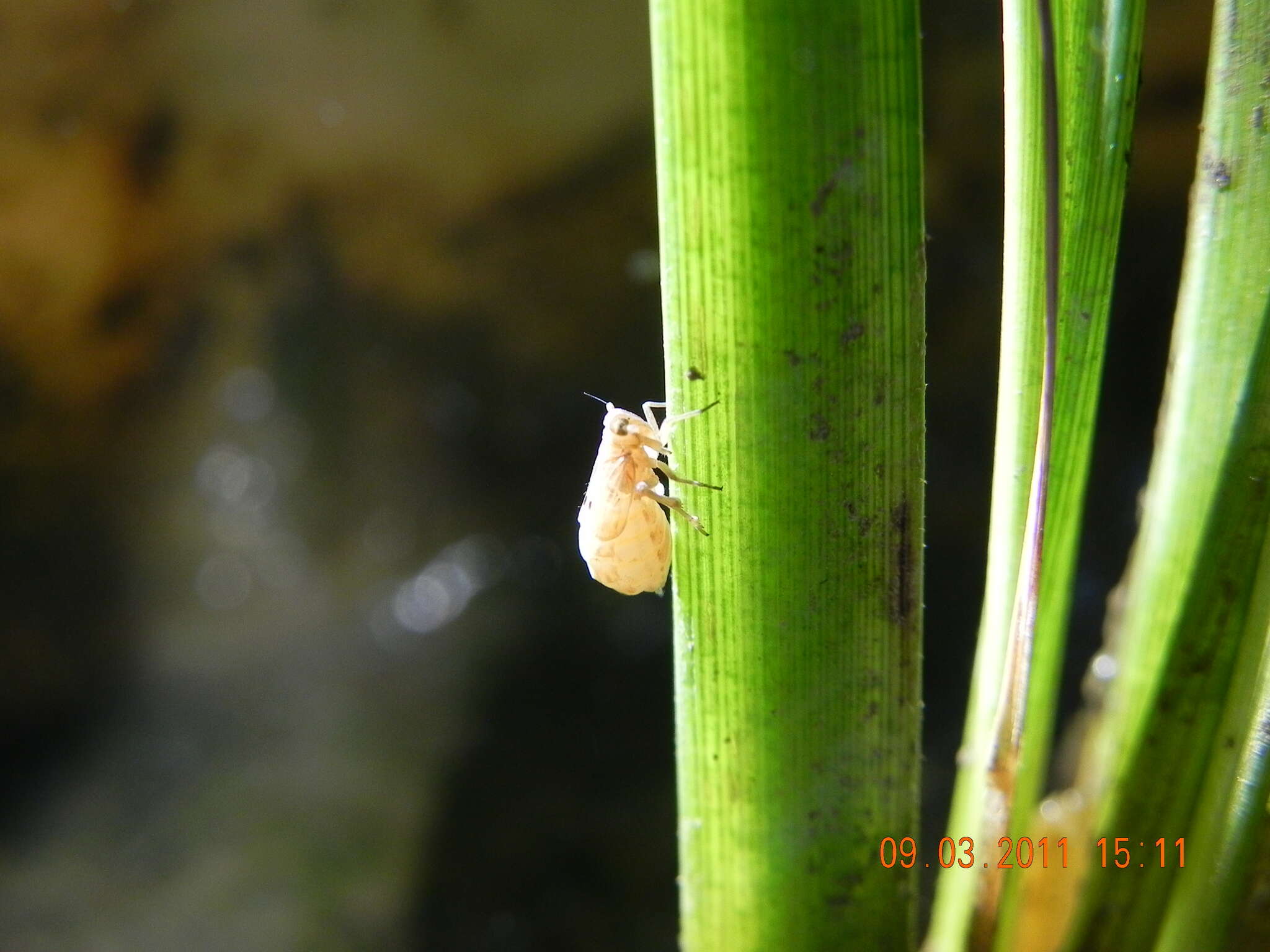 Image of Brown planthopper