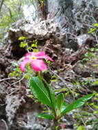 Image of Pachypodium windsorii Poiss.