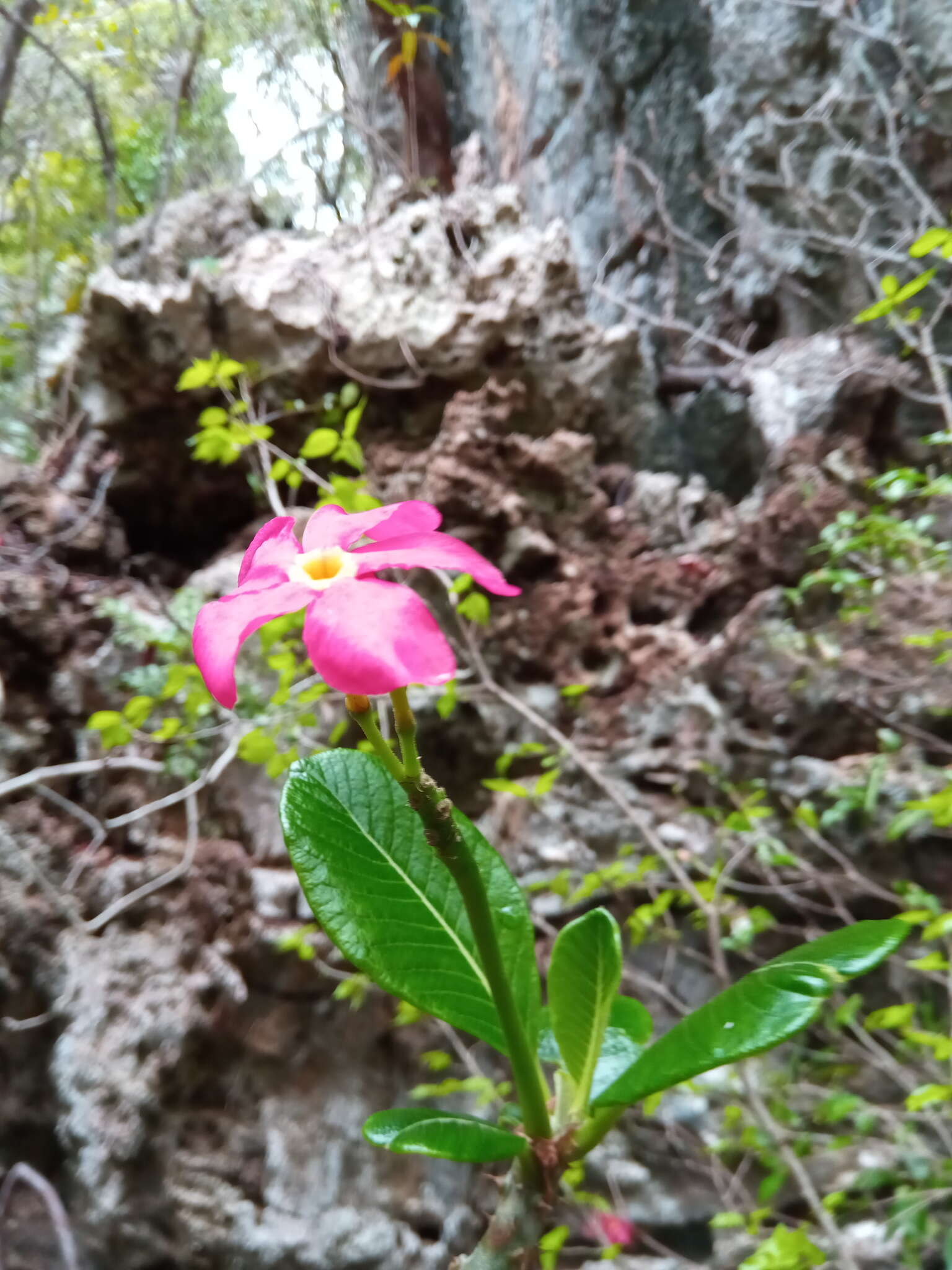 Imagem de Pachypodium windsorii Poiss.