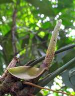 Anthurium pentaphyllum (Aubl.) G. Don的圖片